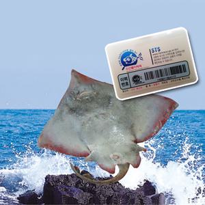 진품 흑산도 참홍어 6~8인분 / 신안군 수협 중매인