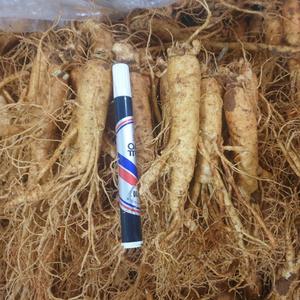 금산인삼 5년근 6년근 원수삼 믹사 15-20뿌리 750g 홍삼용 꿀절임용 인삼주용 무료세척 수삼