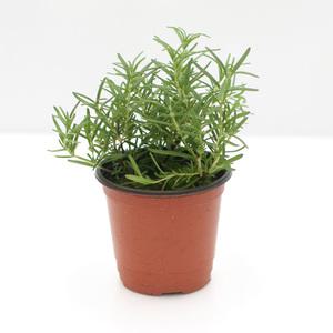 로즈마리 허브 모종 잎 식용 화분 허브식물 키우기