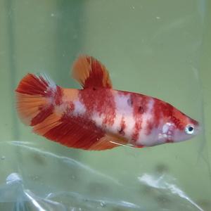 [신세계수족관] 캔디 코이 플라캇 베타 암컷