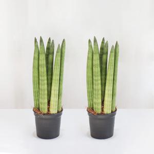 갑조네 스투키 방사형(소) 2개