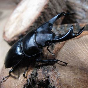 왕사슴벌레 성충