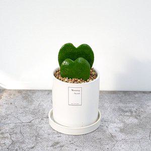 [아침향기]실내공기정화식물 베이직 세라믹 화분 하트호야