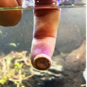 탭사료 피쉬탭 붙이는 사료 물고기밥 구피 치어 금붕어 먹이