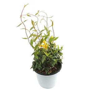 갑조네 개나리자스민(중품) 인테리어 꽃 봄꽃