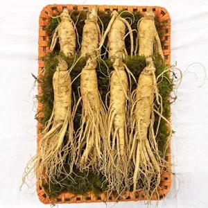 [데오인삼]인삼 채반 선물세트 750g (7-9뿌리)