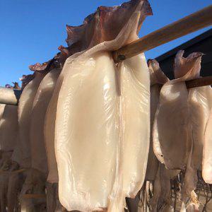 예농 구룡포 반건조 오징어 1.1kg 10마리