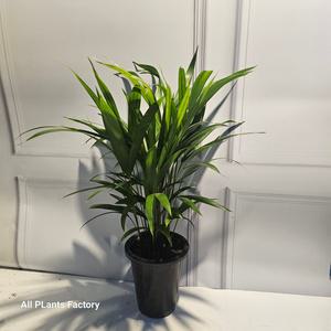  아레카야자 중품 공기정화 1위 반려식물 40-60cm 89 플랜츠영