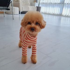 바이굄 강아지 비스킷 올인원 애견 스트라이프 실내복