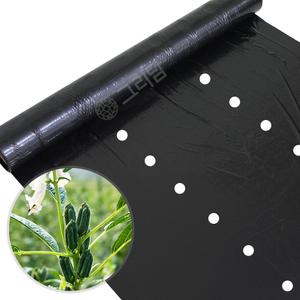 참깨 잎들깨 전용 유공 멀칭비닐 텃밭 농사용 검정 비닐