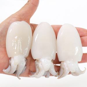 베이비 갑오징어 미니갑오징어 9미 베트남산 베이비이까 손질 20/40