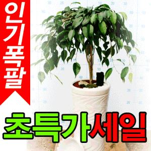 초특가 44,500원/산세베리아/금전수/킹벤자민/전국 당일2시간·무료배송/화분/꽃배달