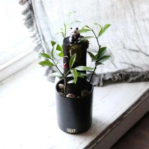 아트박스/러브피어리 숯판다 스토리팟 DIY 키트 만들기 테라리움 수경화분