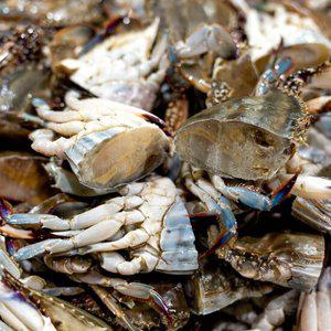 태안 신선급냉 절단꽃게 암수랜덤 1kg (500g *2팩)