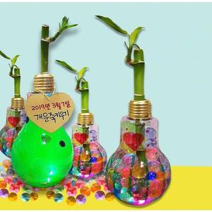 [KGPQXJT2_4A]두두엠 반짝반짝 개운죽 키우기 5인 세트