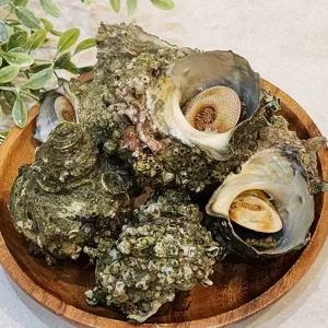 당일조업 국내산 뿔소라 2kg