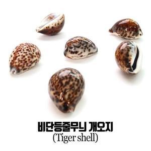 [HYII369N_4B](쏘잇)비단등줄무늬 개오지 조개껍데기 5EA