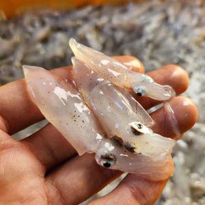 국내산 급냉 호래기 500g 꼴뚜기 호레기 냉동호래기 40-100미내외