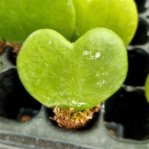 행잉플랜트 하트호야 키우기 쉬운 실내 공기청정 화훼농장 식물