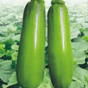 [셀러허브 패션][JHL0Q54R_51CX]애호박 식용 씨 채소 열매 씨앗 종자 20립