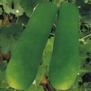 [셀러허브 패션][JHL068QQ_51CX]식용박 나물박 채소 열매 씨 씨앗 종자 5립