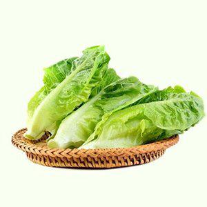 [셀러허브 패션][JH26R92Q_52CX]상추 야채 채소 식물 씨 종자 씨앗 1000립