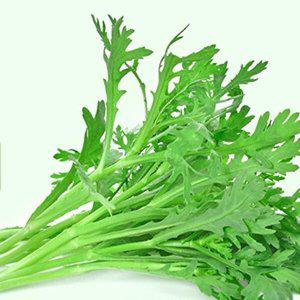 [셀러허브 패션][JH26RQ04_52CX]야채 채소 식물 씨 종자 씨앗 5000립