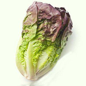 [셀러허브 패션][JH26R138_52CX]상추 야채 채소 식물 씨 종자 씨앗 1000립