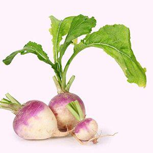 [셀러허브 패션][JH26R88R_52CX]야채 채소 구근식물 씨 종자 씨앗 2000립