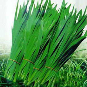 [셀러허브 패션][JH26RSS0_52CX]셀러드 야채 채소 씨 종자 씨앗 1000립