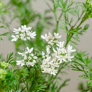 [셀러허브 패션][JH26RQUQ_52CX]코리안더 야채 채소 씨 종자 씨앗 100립