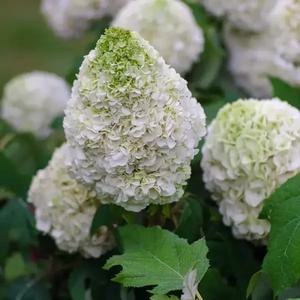 떡갈잎수국 타라 P9 포트묘 겹꽃 신품종 여름꽃 수국 조경수 묘목