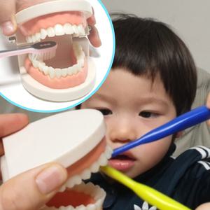 양치질 이빨 닦기 교육용 모형 치아 관리 아이들 유아동 짓솔 교구 어린이 건강 치카치카 방법 가르치는