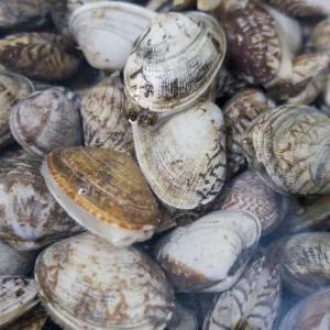 남해 제철 활 물바지락 1kg 문어바지락 조개 술찜