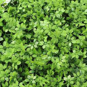 TK (4개) 정원인테리어 벽장식 인조잔디 60x40cm 미나리