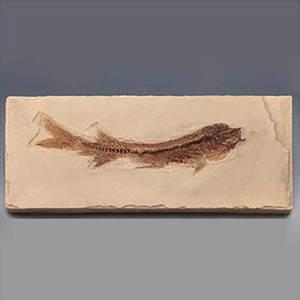 TK 물고기화석 브라질 어린이 학교 과학 수업 교구 실험 교육완구 과학장난감