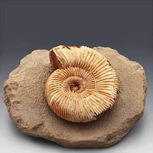 TK 암모나이트전시용화석 어린이 학교 과학 수업 교구 실험 교육완구 과학장난감