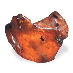 TK 호박속의 곤충화석 표본 어린이 학교 과학 수업 교구 실험 교육완구 과학장난감