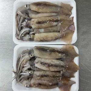 원양 급냉 초코 오징어 1kg 10-14미 원양산오징어 급냉오징어 배오징어 수입 냉동 오징어 손질 오징어