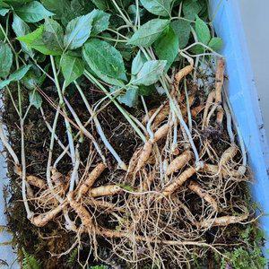 [하라네]강원도 자연산 산양삼 산삼 4년근 30뿌리 가정용