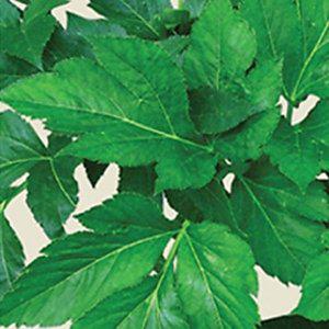 [JHQSZWRZ_51CX]씨 녹즙용 원예 씨앗 채소 품종 종자 20g