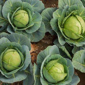 [JH18OR4Q_52CX]고깔 야채 양배추 채소 종자 씨앗 100립