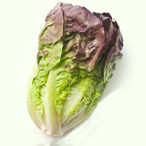 [JH26R138_52CX]상추 야채 채소 식물 씨 종자 씨앗 1000립