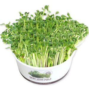 [JH2O5984_52CX]새싹채소키우기 무순 청경채 새싹키우기