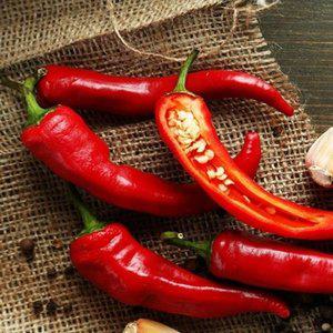 [JH26S061_52CX]풋 건 고추 야채 채소 씨 종자 씨앗 100립