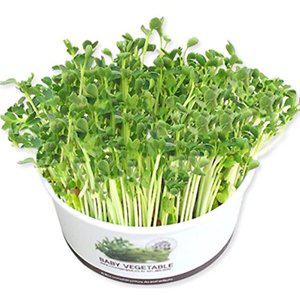 [셀러허브 패션][JH2O5984_55]무순 청경채 채소씨앗 새싹키우기