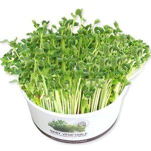 [JH2O5984_55]무순 청경채 채소씨앗 새싹키우기