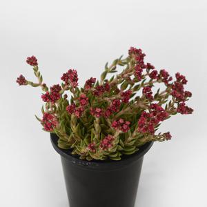 슈미미티 소형 다육이 꽃피는 미니다육 플랜테리어 반려식물