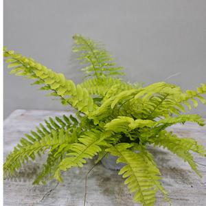 무늬보스톤고사리(수입식물) 밥이 많아요 높이20~30cm