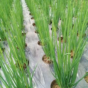 유공비닐 야채 멀칭비닐 농업용 쪽파 필름 비닐